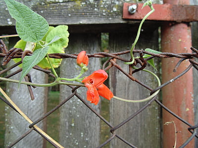 rdeči fižol cvet, ozadje, ograje, tekstura, narave, Kmečka