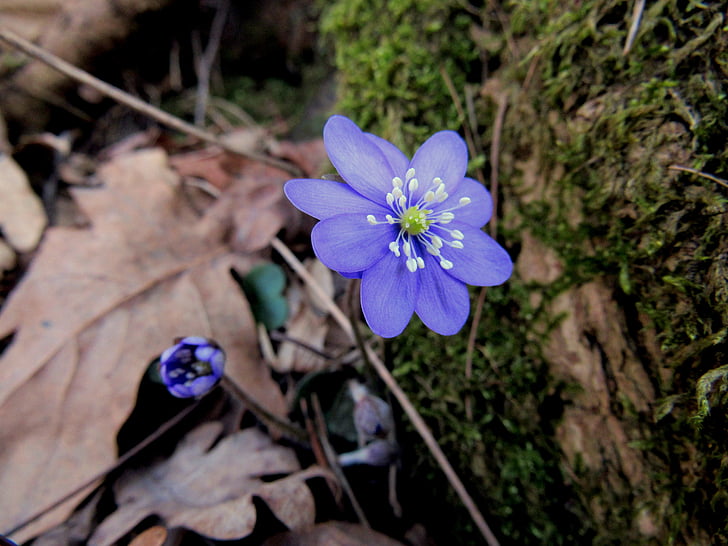 hepatica, marta zieds, Pavasaris, meža biezoknī, puķe, ārpus telpām, augu
