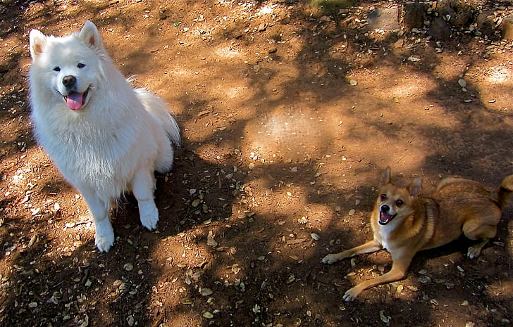 Samoyed, chijuajua, σκυλιά, χαρούμενα σκυλιά, κατοικίδιο ζώο, ζώο, το κουτάβι