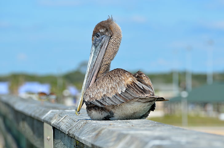 Pelican, pájaro, descanso, muelle de pesca, aviar, aves acuáticas, naturaleza