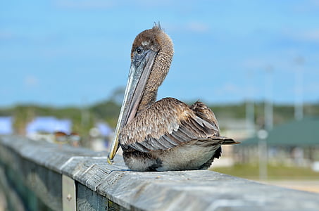 pelican, bird, resting, fishing pier, avian, waterbird, nature