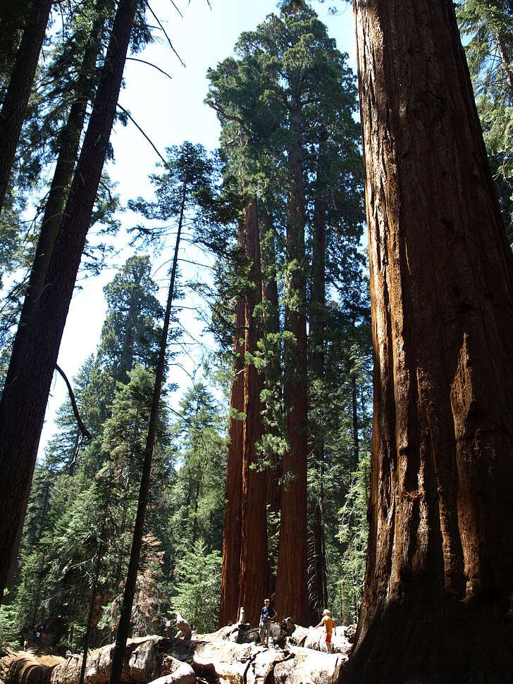 Sequoia, USA, skogen, Kalifornien, sequoia träd, hög, naturen