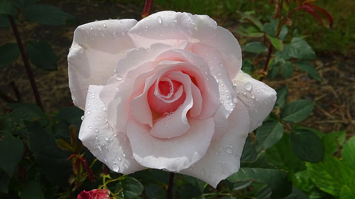 rožinė rožė, gėlės, rožių žydėjimas, sodo rožių, sodas, floribunda, lietaus lašas