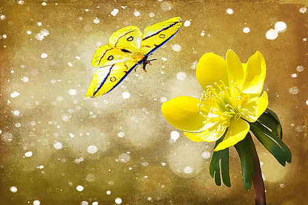 potentilla, kobold, φυτό, λουλούδι, άνθος, άνθιση, Κίτρινο