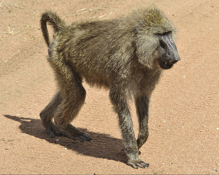 baboon, walking, mammal, savannah, wildlife, nature, primate
