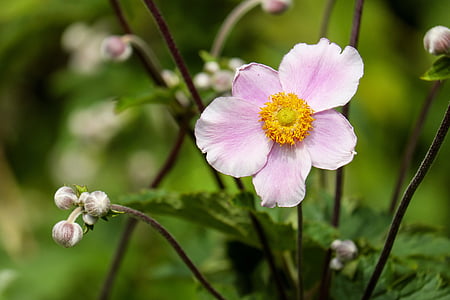 anemone, flower, blossom, bloom, flowers, pink, nature