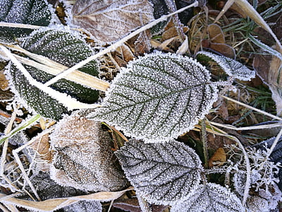 hojas, congelados, hielo