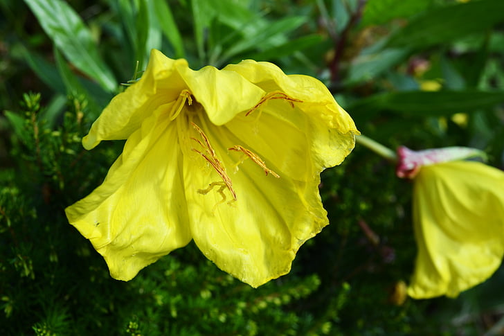 Zwerg-Nachtkerze, gelbe Blume, Ozark Sonnenblume, Oenothera missouriensis, 3-Zoll-Glocke, riesige Steingarten Primel, amerikanische