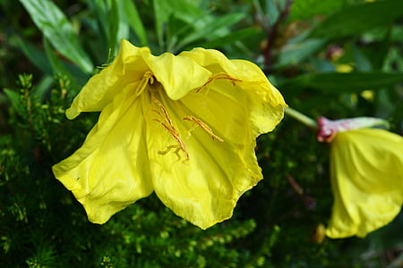 karzeł wiesiołka, Żółty kwiat, Ozark słonecznik, Oenothera missouriensis, 3-calowy dzwon, Ogród kamienny olbrzym primrose, amerykański