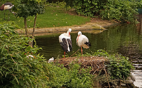 Stork, reir, storchennest, fuglen, rangle stork, hvit stork