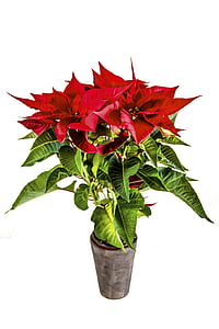 xmas decoration, christmas flower, flower, decoration, decorative, euphorbia, mikulásvirág