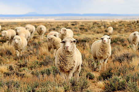 овцы, стадо, выпас скота, пастбище, трава, поле, пейзаж