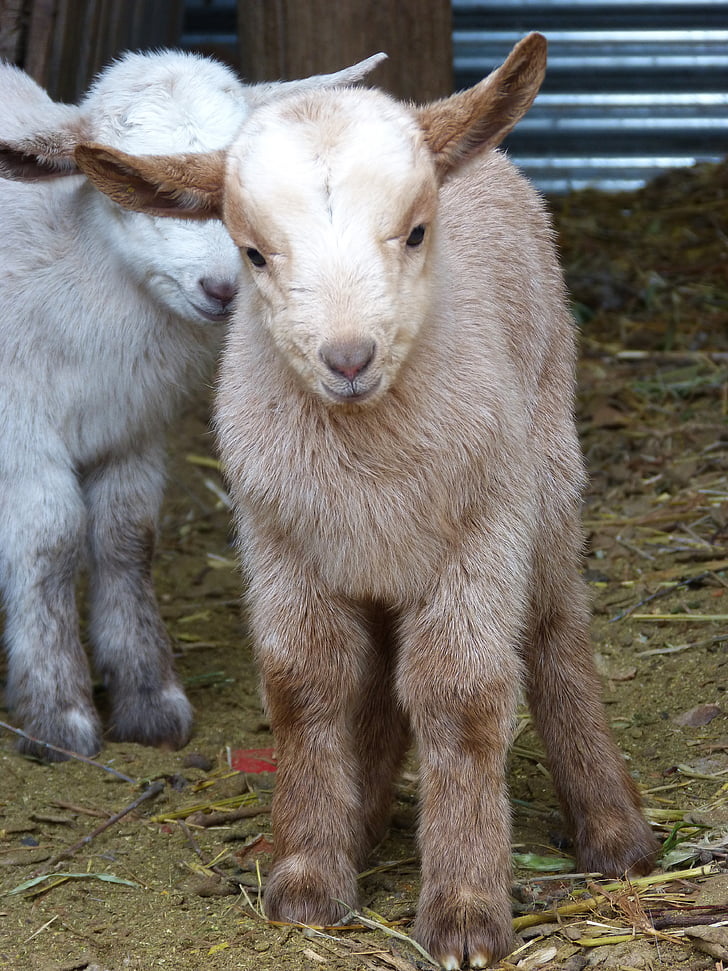 Kid, nouveau-né, de reproduction, chèvre