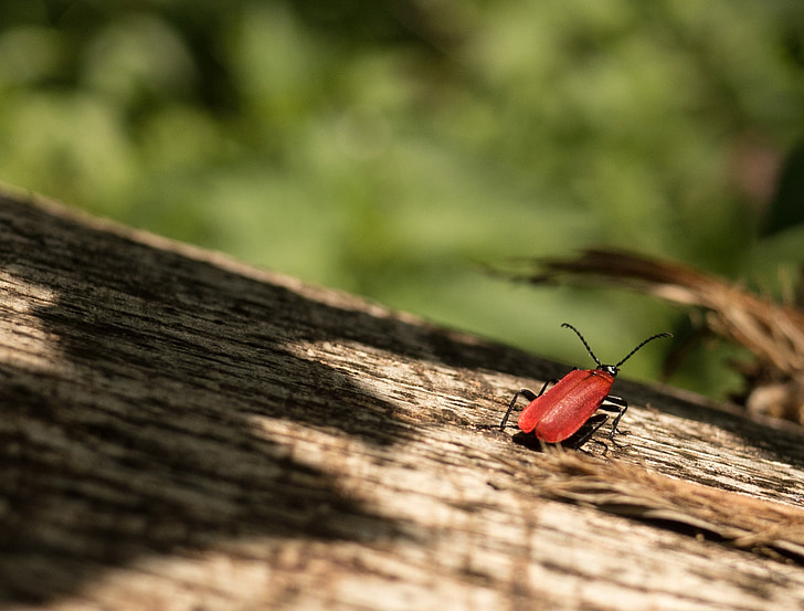 beetle, red, log, fire beetle, insect, insect photo, forest