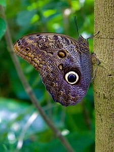 vlinder, insect, natuur, vlinder - insecten, dier, dieren in het wild, Lepidoptera