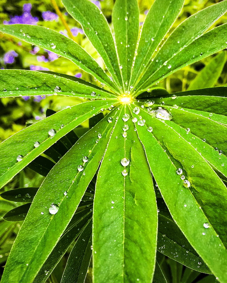 gotas, pingos de chuva, gota, chuva, crescimento, natureza, folha
