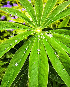 droppar, Regndroppar, släpp, regn, tillväxt, naturen, Leaf