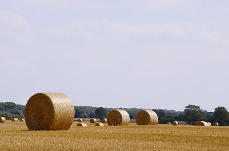 поле, реколта, Селско стопанство, лято, зърнени култури, природата, полски култури