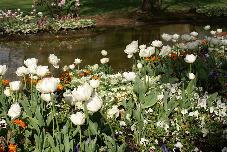 sodas, tvenkinys, gėlės, balta, pavasarį, gėlė, Gamta
