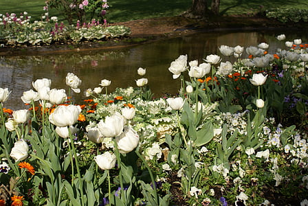 kert, tó, virágok, fehér, tavaszi, virág, természet