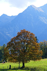 rudens noskaņu, kalni, rudens, Alpu, ainava, daba, koks