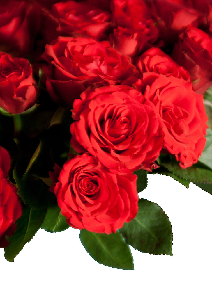 Roses, RAM, flors, Felicitacions, Rosa - flor, vermell, natura
