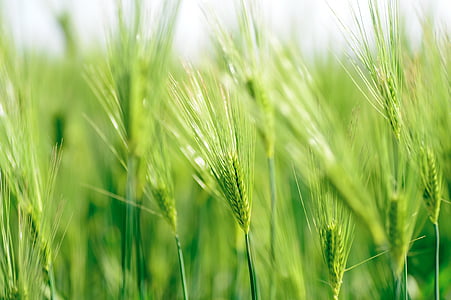 natural, plant, green, field, wheat, spring, japan