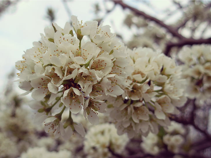 Příroda, květ, jaro, závod, květ, přírodní, květinové