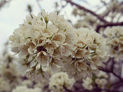 自然, 花, 春天, 植物, 开花, 自然, 花香
