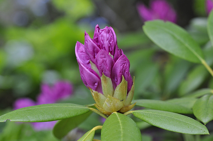 Rhododendron, Anlage, Garten, Frühling, Blüte, Bloom, geschlossen