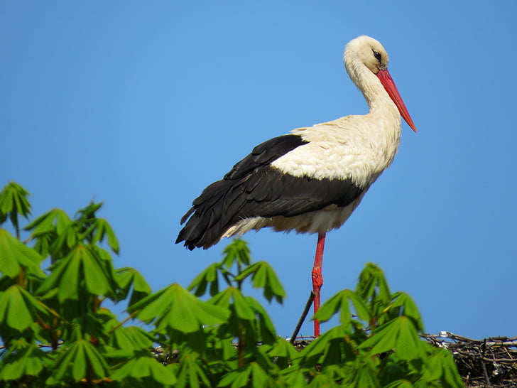 Stork, fågel, naturen, Polen, vit stork, djur boet, djur