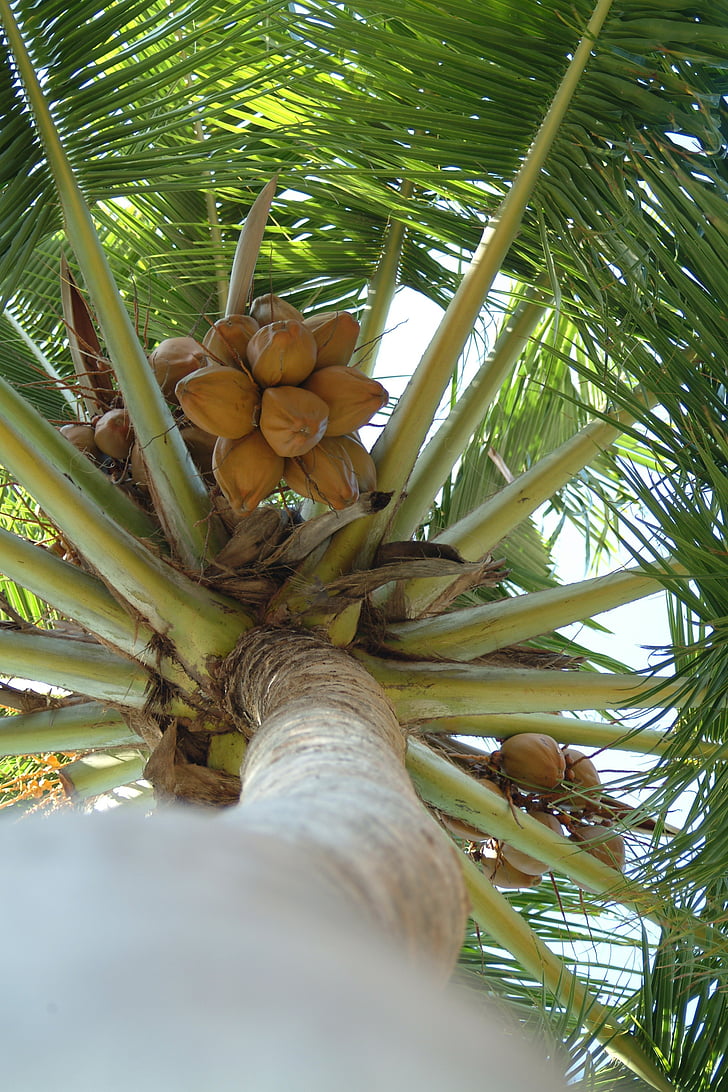 coconut, palma, maldives