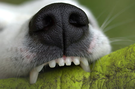 snout, teeth, bite, play, dog, tooth, creature