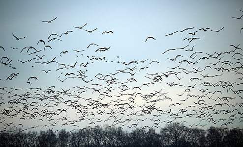 диви гъски, зимни, прелетни птици, рояк, гъски, птици, дивата гъска