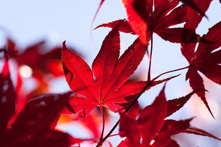 maple, autumn, leaf, red, leaves, coloring, bright
