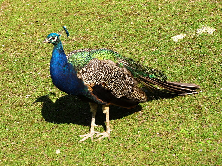Peacock, lintu, eläinten