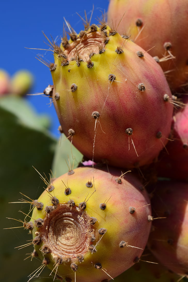 higo chumbo, fruta, cactus, fruto de cactus, invernadero de cactus, picadura de, Espinosa