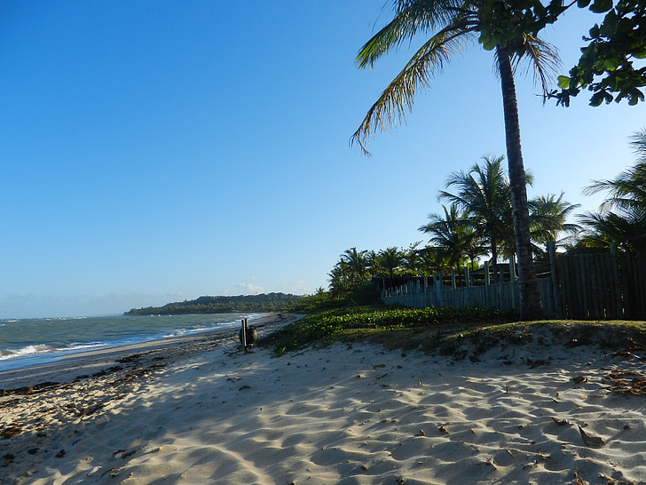 platja, posta de sol, palmes, Brasil, sorra, a la tarda, l'aigua