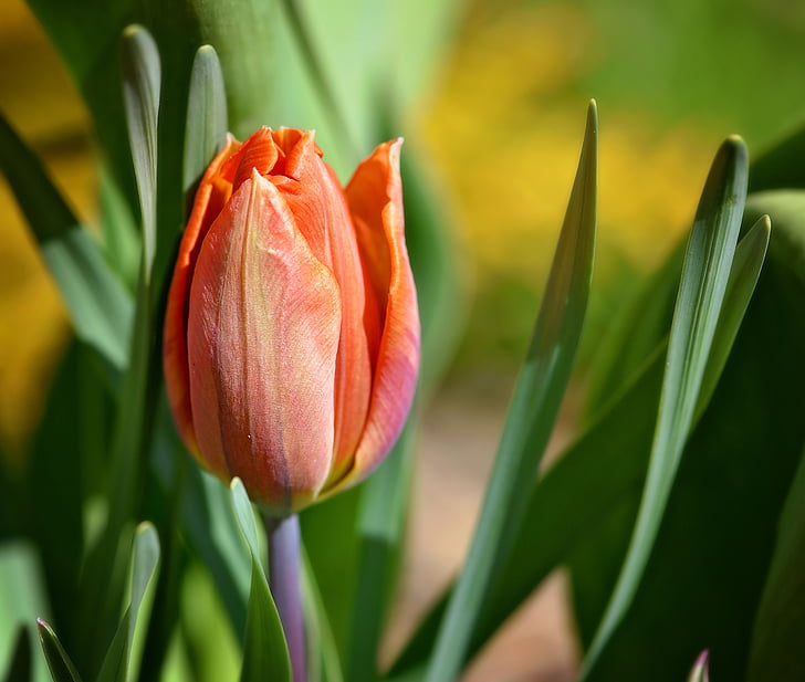 Tulip, naranja, flor, floración, schnittblume, flor de primavera, primavera