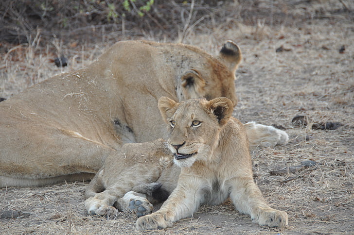 Leone, Cub, fauna selvatica, animale, giovani, africano, Leone - felino