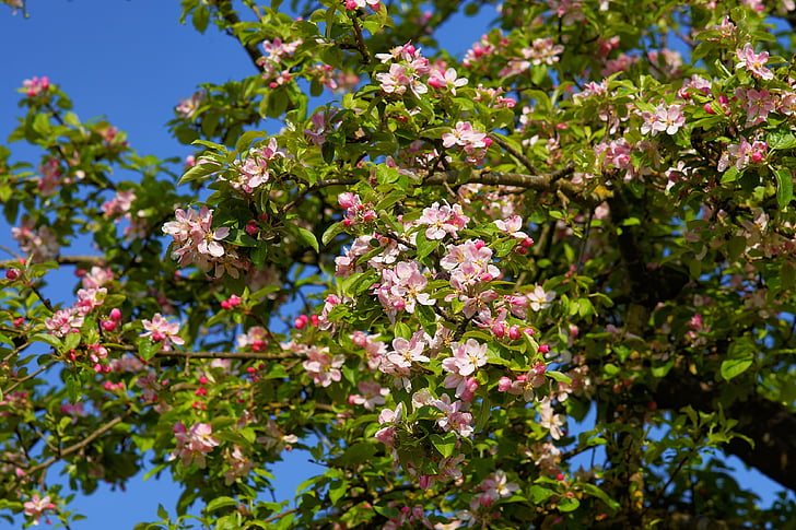リンゴの木の花, リンゴの木, リンゴの花, ブロッサム, ブルーム, 春, 自然