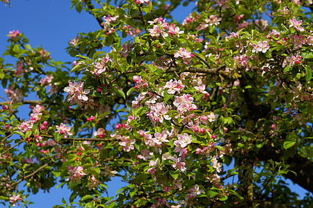 apple tree blossom, apple tree, apple blossom, blossom, bloom, spring, nature