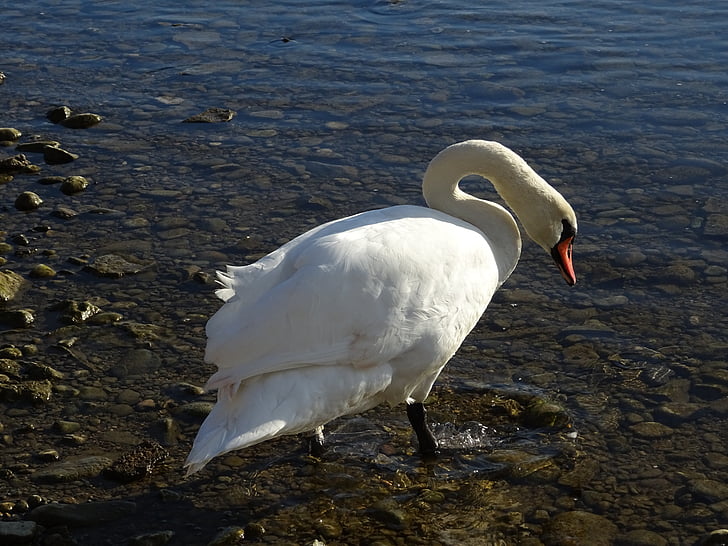 swan, water, nature, river, lake, summer, animal