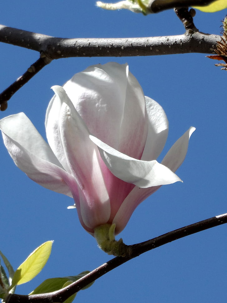 Magnolia, Blossom, blomst, rosa, hvit, vokse, Lukk