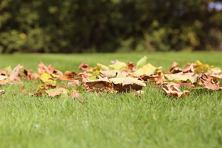 φύλλα, χλόη, φθινοπωρινά φύλλα, φθινόπωρο γκαζόν, Σεπτέμβριος, πράσινο γκαζόν, πράσινο γρασίδι