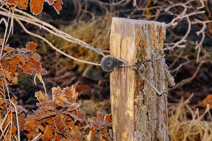 pasture, fence post, wooden posts, demarcation, iced, cold, power wire