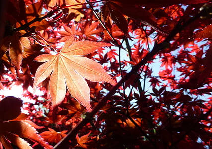 Acer, érable, Japonais, feuille, plante, arbre, nature
