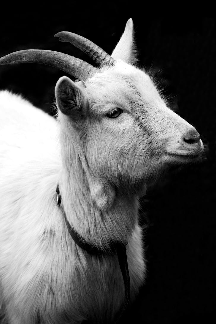 ožkos, Billy goat, ragai, naminių ožkų, gyvūnų, gyvulių, raguotas