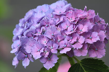 Hortensia, lill, lilla, roosa, sinine, vihmaperiood, taim