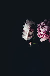 close, photo, white, purple, petaled, flowers, flower